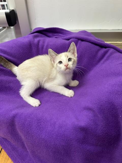 Click for full size picture - Smoked Gouda