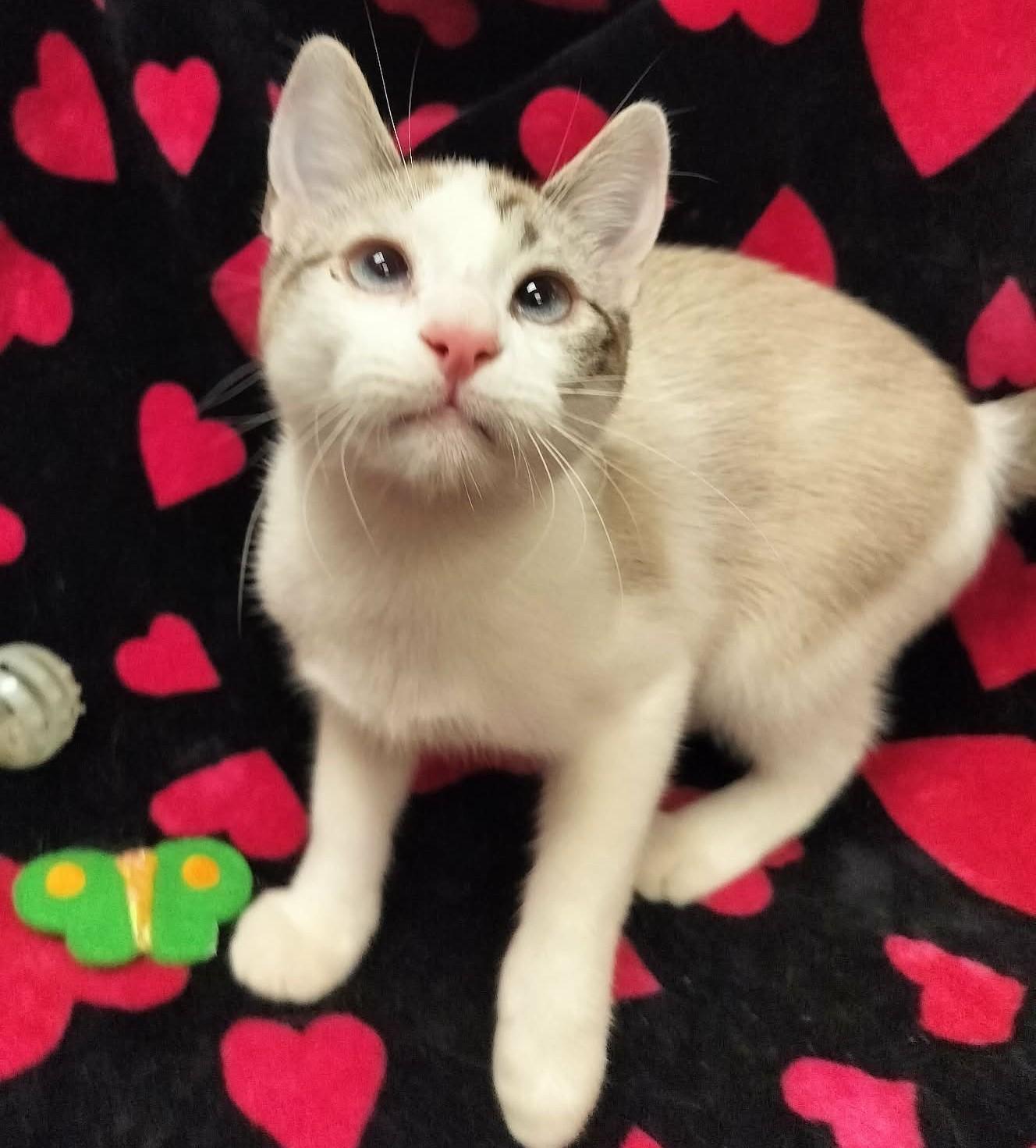 Click for full size picture - Smoked Gouda