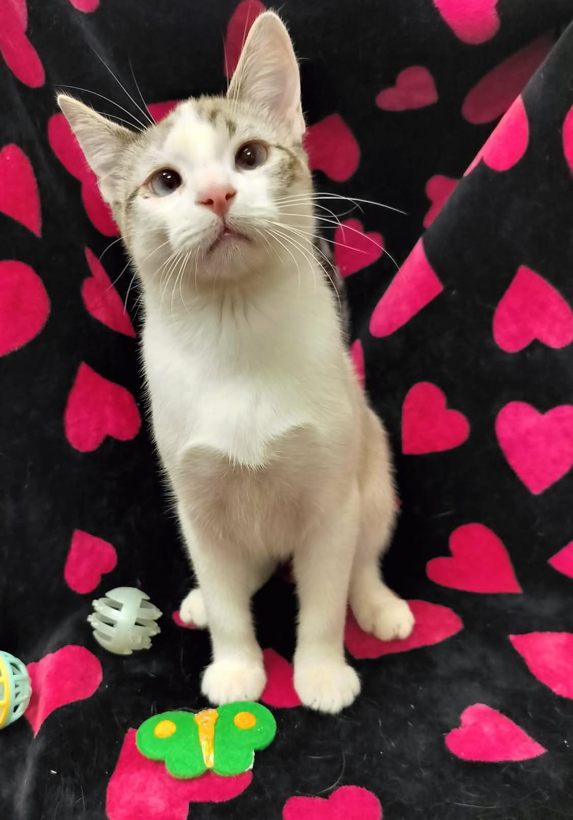 Click for full size picture - Smoked Gouda