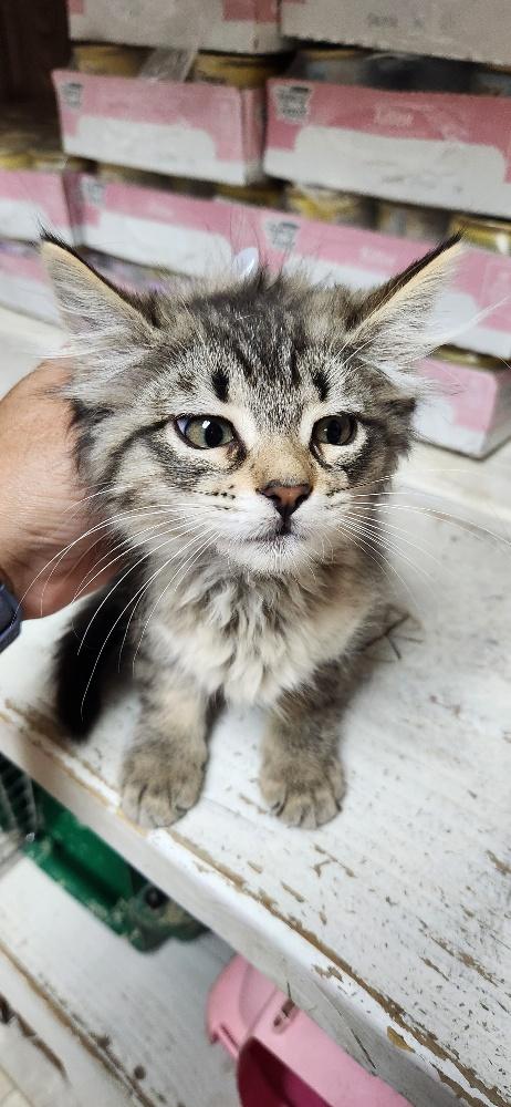 Click for full size picture - Kitten 28062 (Peaches)