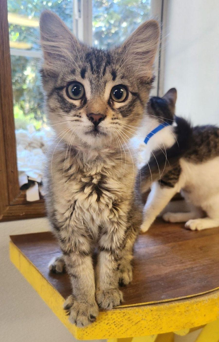 Kitten 28062 (Peaches)
