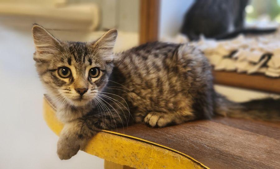 Click for full size picture - Kitten 28062 (Peaches)