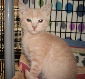 Kitten 7863 (Buford)