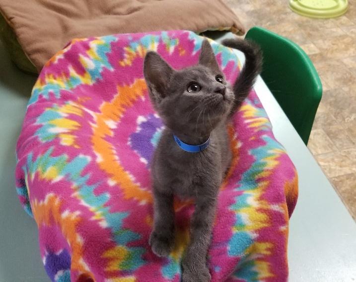Kitten 17163 Kitten 17163