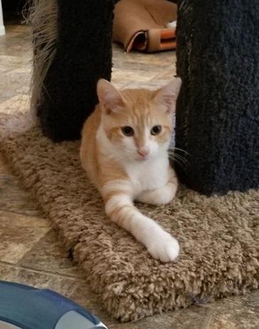 Kitten 17463 Kitten 17463