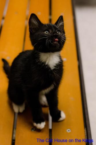 Sylvester Sylvester