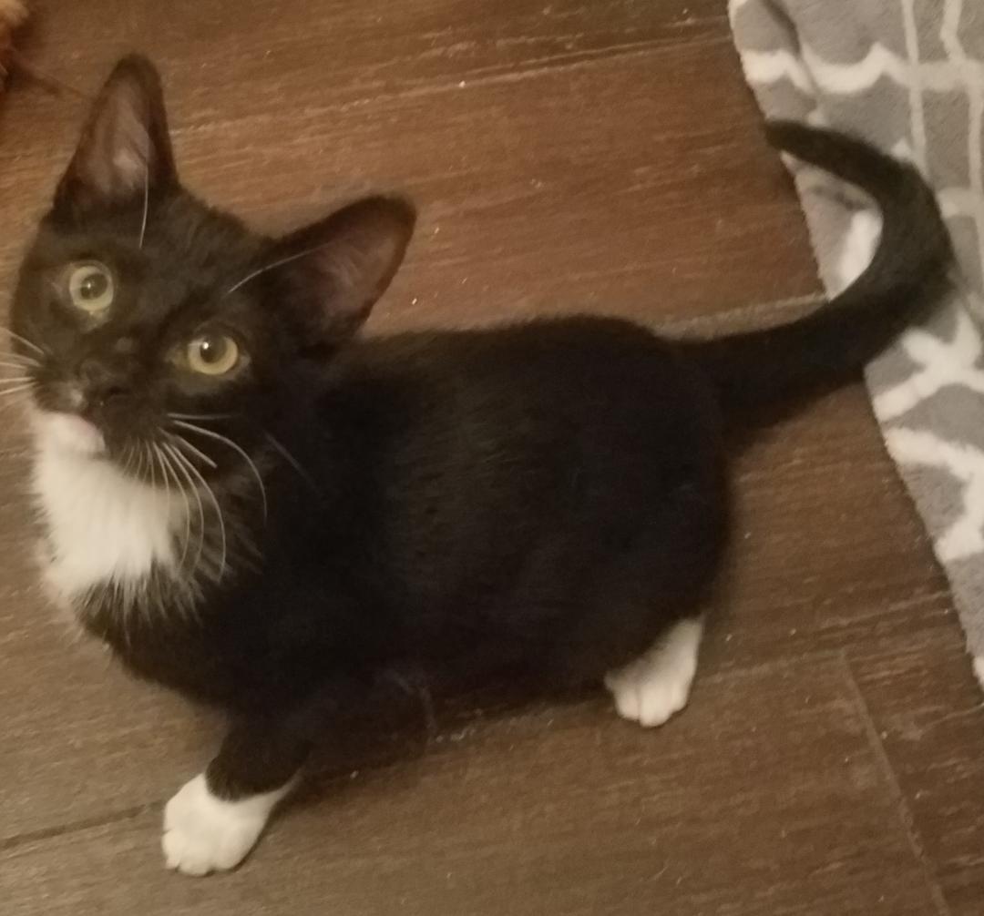 Beau Beau