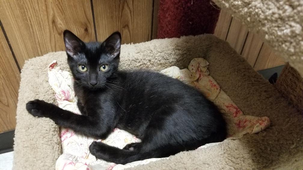 Kitten 18563 Kitten 18563