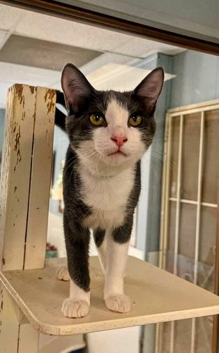 Kitten 24263 (Snoopy) Kitten 24263 (Snoopy)