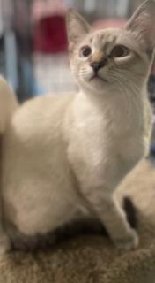 Coco Coco