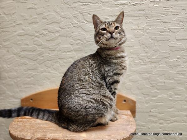 Click for full size picture - Octavia