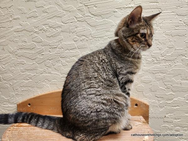 Click for full size picture - Octavia