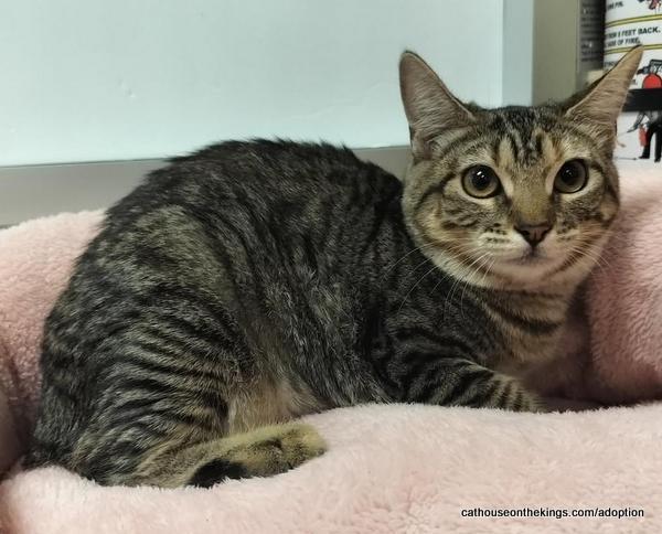 Click for full size picture - Octavia