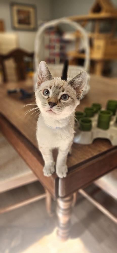 Kitten 28063 (Larry)