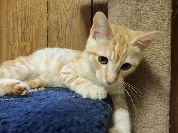 Kitten 17464 Kitten 17464