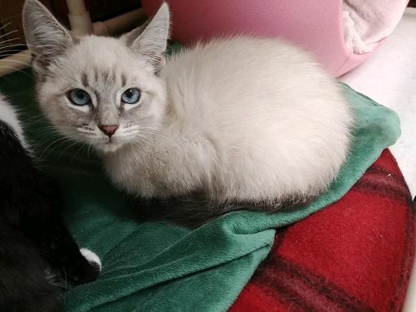 Kitten 17664 Kitten 17664
