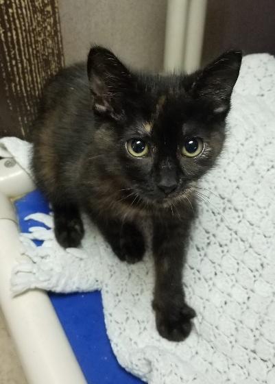 Kitten 18664 Kitten 18664