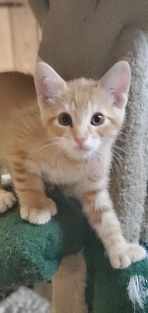 Kitten 20164 Kitten 20164