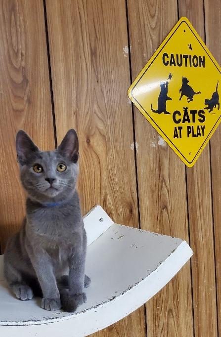 Cat 22164 Cat 22164