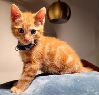 Chester