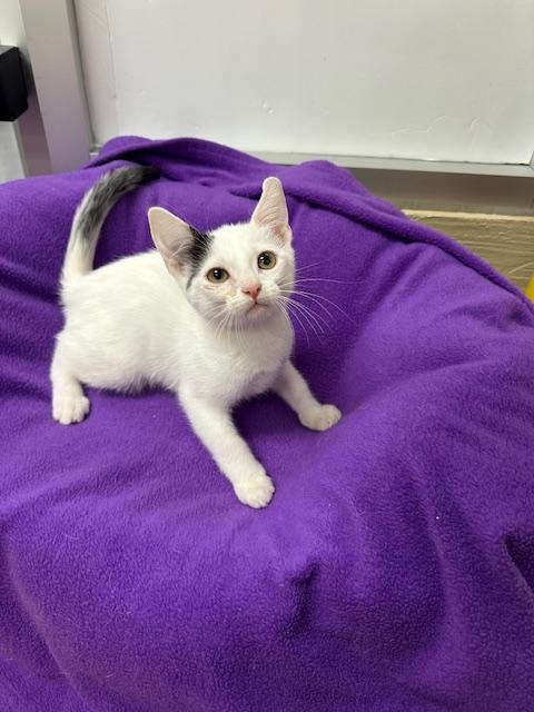 Click for full size picture - Parmesan