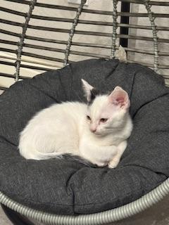 Click for full size picture - Parmesan