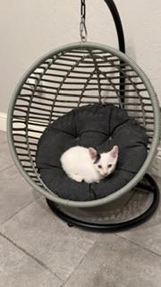 Click for full size picture - Parmesan