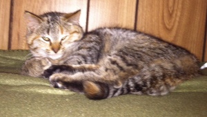 kitten 8465