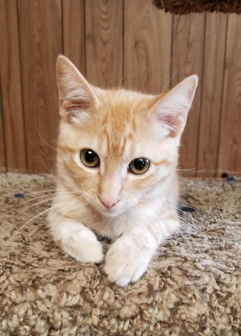 Kitten 17465 Kitten 17465