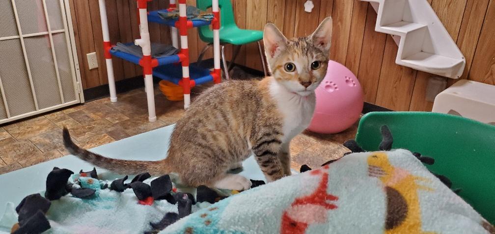 Kitten 21865 ( Wendy) Kitten 21865 ( Wendy)