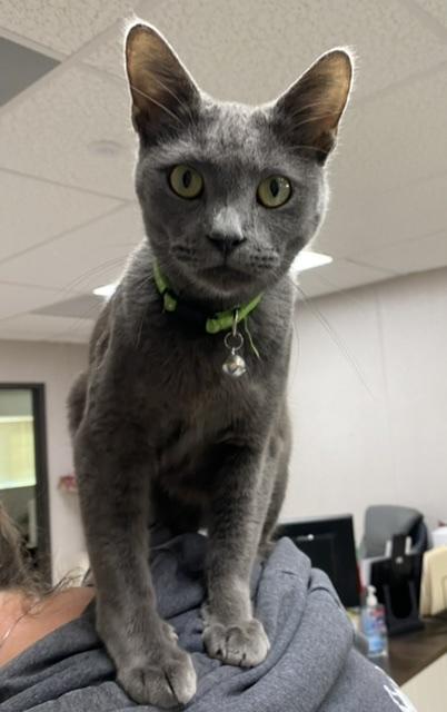 Cat 22165 (Moose) Cat 22165 (Moose)
