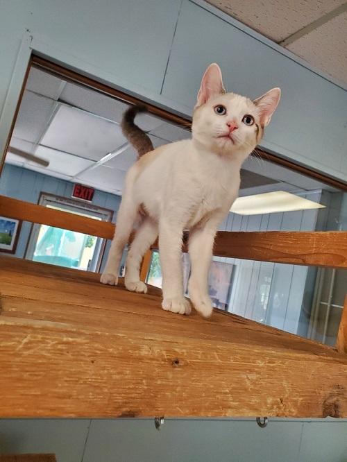 Kitten 23165 (Starfire) Kitten 23165 (Starfire)