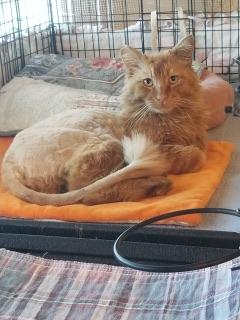 Mufasa Mufasa