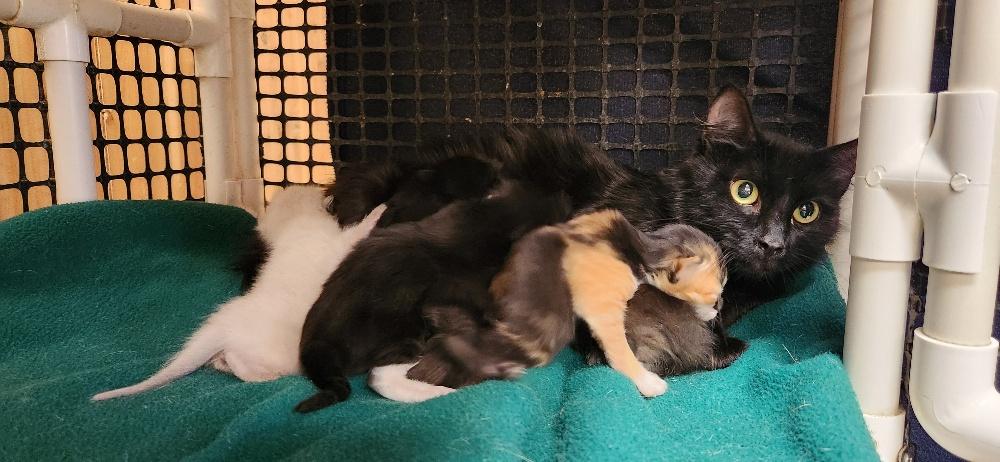 Click for full size picture - Mom Cat 27765 (Salem)