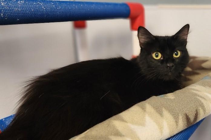 Click for full size picture - Mom Cat 27765 (Salem)