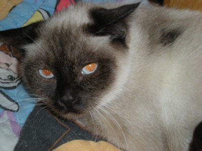 Smokey Cat 3166