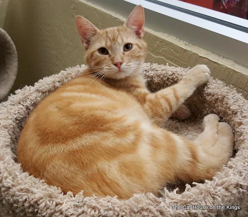 orange cat bed