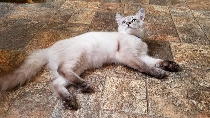 Kitten 17366 Kitten 17366