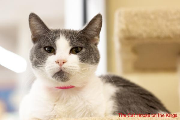 Pretty lily deals cat box