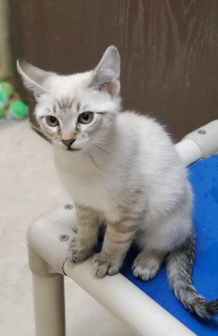 Kitten 22366 (Felix) Kitten 22366 (Felix)