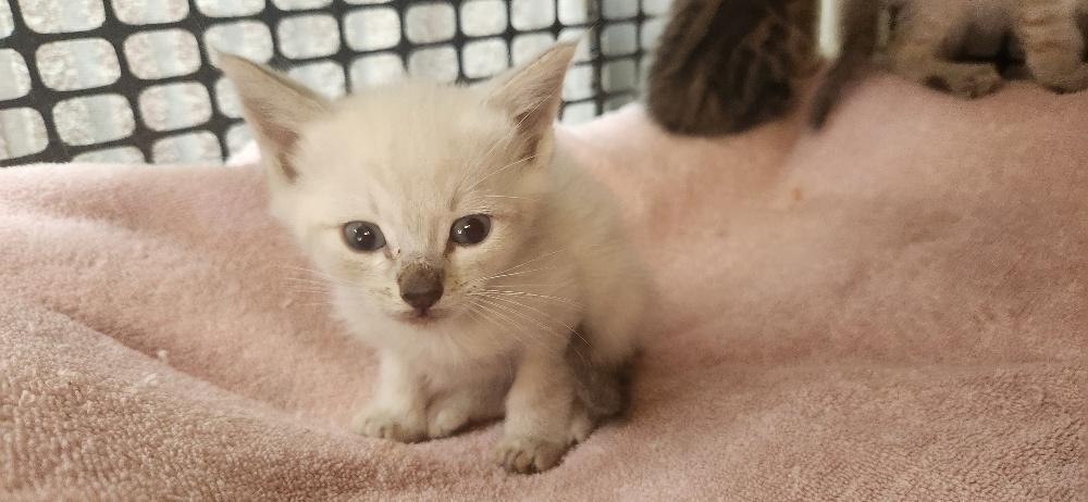 Click for full size picture - Kitten 27966 (Harlee)