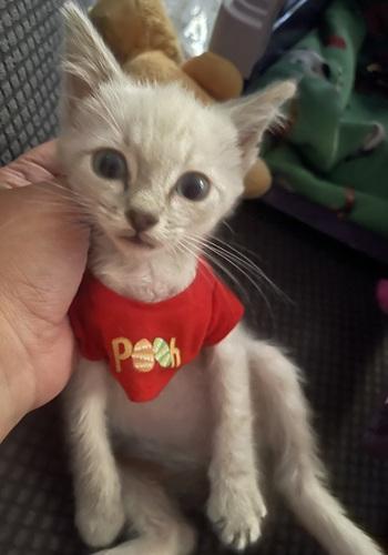 Click for full size picture - Kitten 27966 (Harlee)