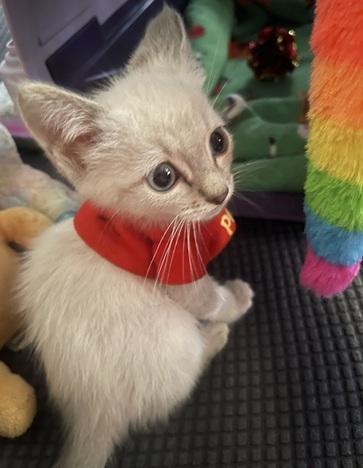 Click for full size picture - Kitten 27966 (Harlee)
