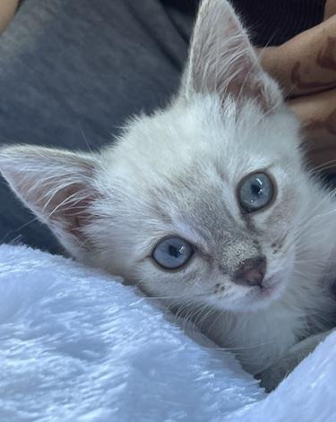 Click for full size picture - Kitten 27966 (Harlee)