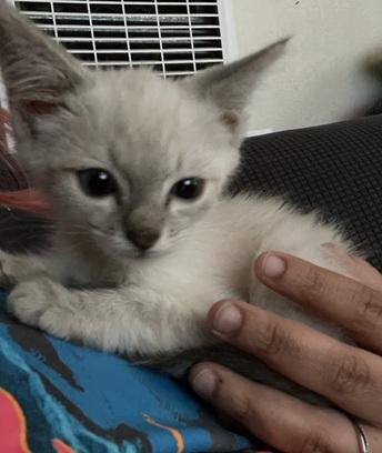 Click for full size picture - Kitten 27966 (Harlee)