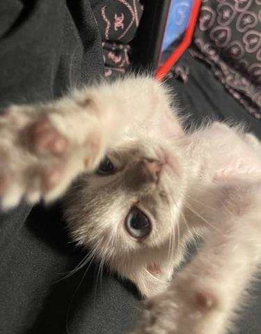 Click for full size picture - Kitten 27966 (Harlee)