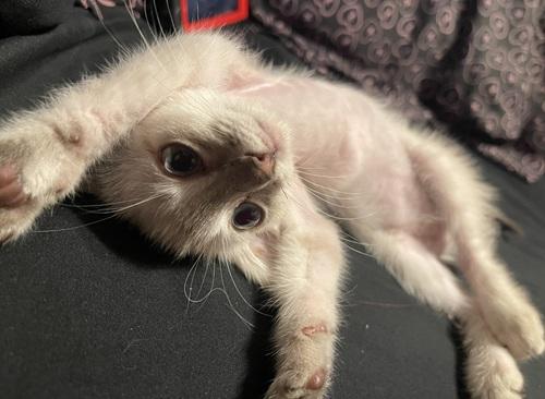 Click for full size picture - Kitten 27966 (Harlee)