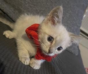 Click for full size picture - Kitten 27966 (Harlee)