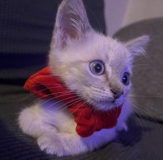 Click for full size picture - Kitten 27966 (Harlee)