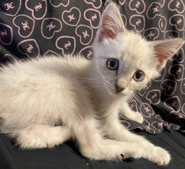 Click for full size picture - Kitten 27966 (Harlee)